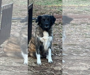 Anatolian Shepherd-Labrador Retriever Mix Dogs for adoption in Royal Palm Beach, FL, USA