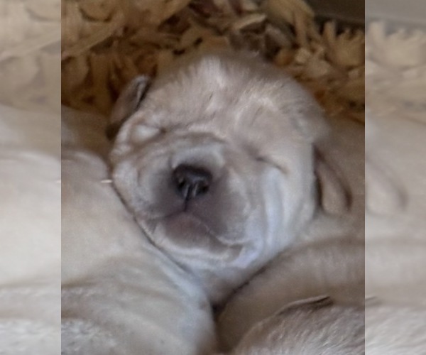 Medium Photo #3 Labrador Retriever Puppy For Sale in ALL HEALING SPRINGS, NC, USA