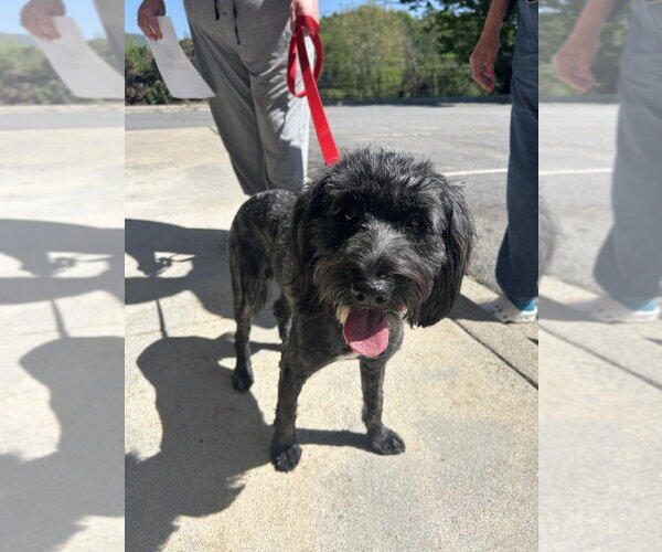 Medium Photo #4 Mutt Puppy For Sale in Candler, NC, USA