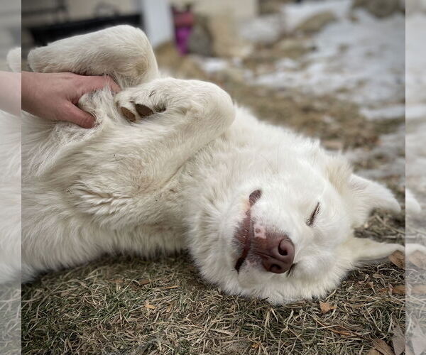 Medium Photo #5 Great Pyrenees Puppy For Sale in Bountiful, UT, USA