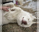 Small #4 Great Pyrenees