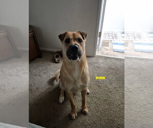 DIRK - Male Black Mouth Cur-Unknown Mix Dog for Adoption - Photo #5