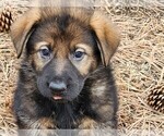 Small Photo #7 German Shepherd Dog Puppy For Sale in LIVERMORE, CO, USA