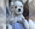 Small #2 Pug Mix
