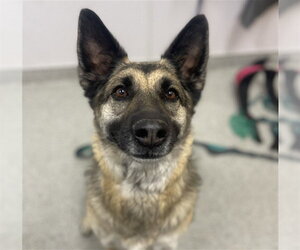 German Shepherd Dog-Unknown Mix Dogs for adoption in Fort Collins, CO, USA