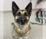 Small German Shepherd Dog Mix