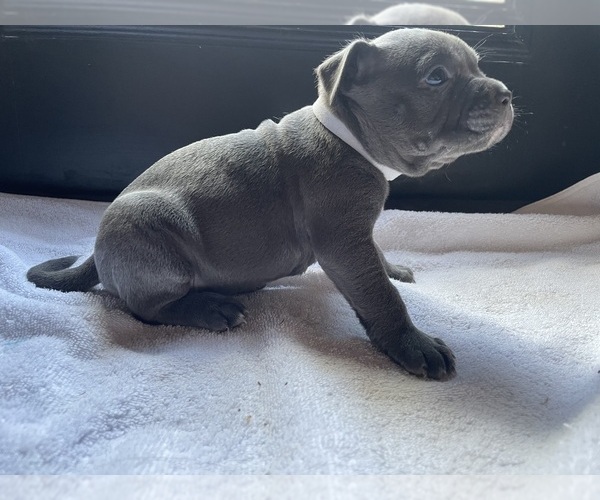 Medium Photo #6 American Bully Puppy For Sale in SOMERSET, KY, USA