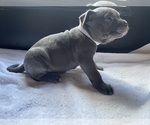 Small Photo #6 American Bully Puppy For Sale in SOMERSET, KY, USA