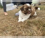 Small Photo #45 Shih Tzu Puppy For Sale in VENETA, OR, USA