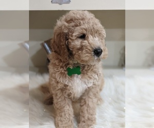 Labradoodle-Poodle (Miniature) Mix Puppy for sale in GOSHEN, IN, USA