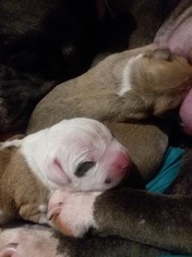 American Pit Bull Terrier Puppy for sale in OLNEY, IL, USA