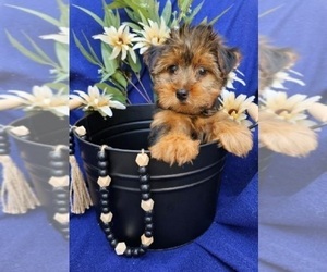 Yorkshire Terrier Puppy for sale in INDIANAPOLIS, IN, USA