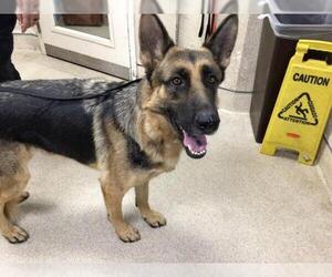 Medium German Shepherd Dog