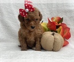 Small Photo #2 Double Doodle Puppy For Sale in CEDAR LANE, PA, USA