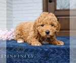 Small #1 Goldendoodle (Miniature)