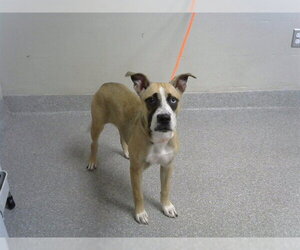American Pit Bull Terrier-Unknown Mix Dogs for adoption in Pasadena, TX, USA