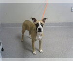 A188868 - Female American Pit Bull Terrier-Unknown Mix Dog for Adoption - Small photo