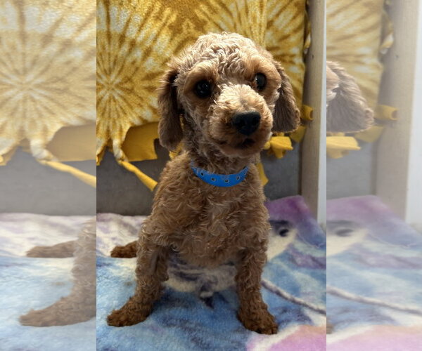 Medium Photo #2 Poodle (Miniature) Puppy For Sale in Pacolet, SC, USA