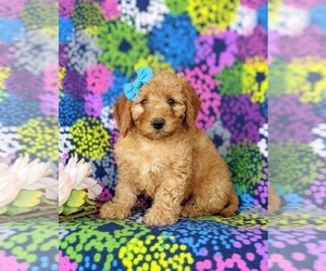Goldendoodle (Miniature) Puppy for sale in OXFORD, PA, USA