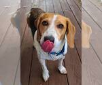 Small Beagle