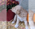 Small Photo #5 Bordoodle-Poodle (Standard) Mix Puppy For Sale in HUNTINGDON VALLEY, PA, USA