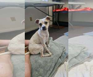 Bo-Dach Dogs for adoption in Arlington, WA, USA