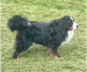 Father of the Bernese Mountain Dog puppies born on 03/27/2026