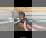 Small #14 Doberman Pinscher