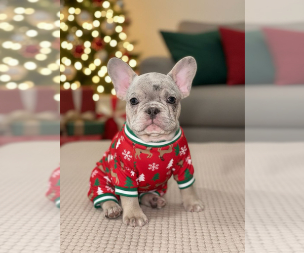 Medium Photo #1 French Bulldog Puppy For Sale in HILTON, NY, USA