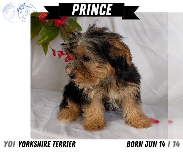 Medium Photo #31 Yorkshire Terrier Puppy For Sale in GOSHEN, IN, USA