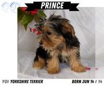Small #7 Yorkshire Terrier
