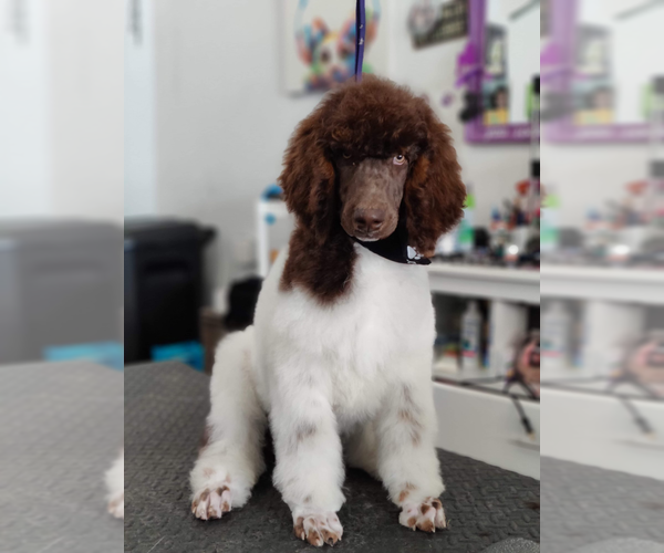 Medium Photo #2 Poodle (Standard) Puppy For Sale in BAKERSFIELD, CA, USA