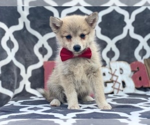 Pomsky Puppy for sale in LANCASTER, PA, USA
