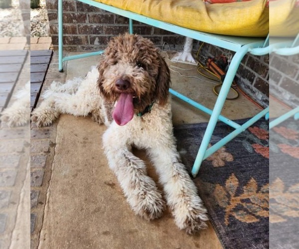 Medium Photo #4 Goldendoodle Puppy For Sale in Scottsboro, AL, USA
