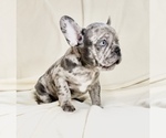 Litter of 6 - Male(s) and Female(s) French BulldogLitter of Puppies for Sale - Photo #4