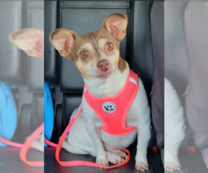 Chihuahua-Unknown Mix Dogs for adoption in Cranston, RI, USA