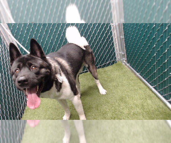 Medium Photo #1 Akita Puppy For Sale in Downey, CA, USA