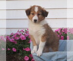 Small Photo #19 Shetland Sheepdog Puppy For Sale in ATHENS, WI, USA