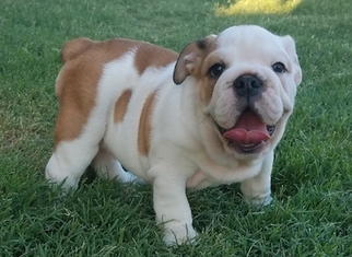 Bulldog Puppy for sale in YULEE, FL, USA