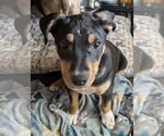 Small #2 Mutt