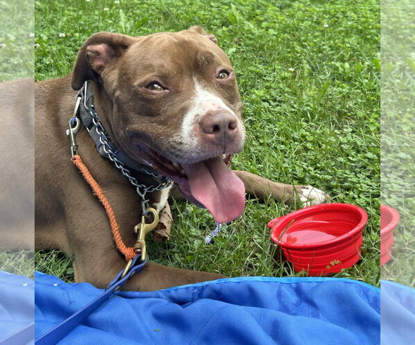 Medium Photo #7 American Pit Bull Terrier-American Staffordshire Terrier Mix Puppy For Sale in Techny, IL, USA