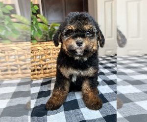 Shorkie Tzu Dog for Adoption in INDIANAPOLIS, Indiana USA