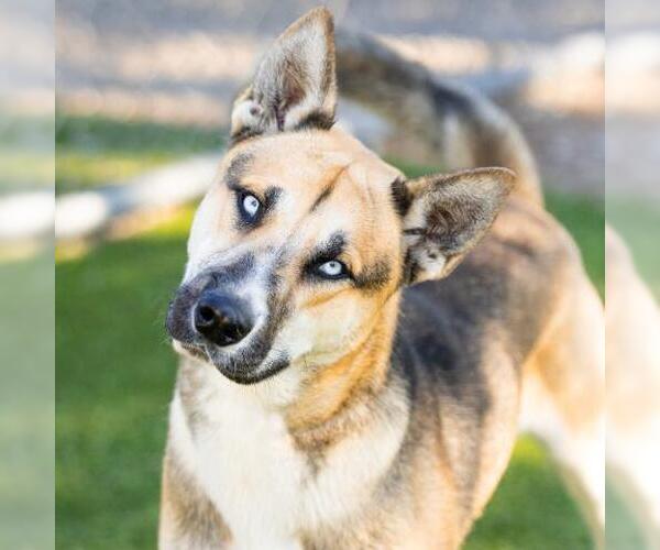 Medium Photo #1 Gerberian Shepsky Puppy For Sale in Camarillo, CA, USA