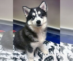 Siberian Husky Dogs for adoption in Matawan, NJ, USA