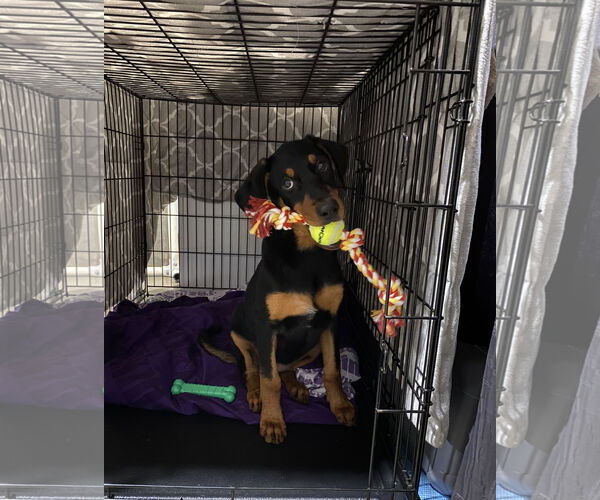 Medium Photo #3 Doberman Pinscher Puppy For Sale in Minneaoplis, MN, USA