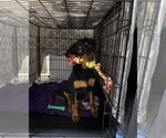 Small #2 Doberman Pinscher