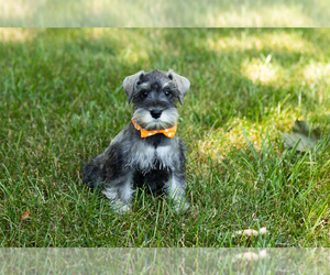 Schnauzer (Miniature) Puppy for sale in NAPPANEE, IN, USA