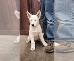 Image preview for Ad Listing. Nickname: Litter of 2