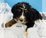 Puppy Harry Bernedoodle
