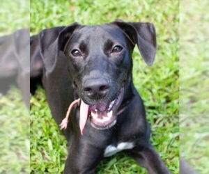 Labrador Retriever-Unknown Mix Dogs for adoption in Canton, CT, USA